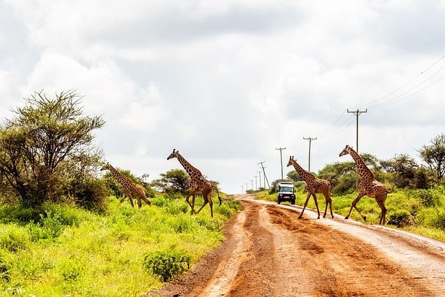 amboseli-safari-twiga