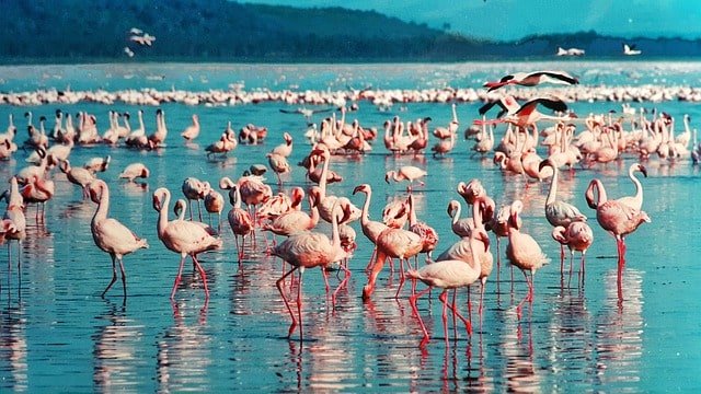 pink-flamingo-lake-nakuru