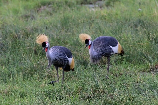 safari-crown-bird-amboseli