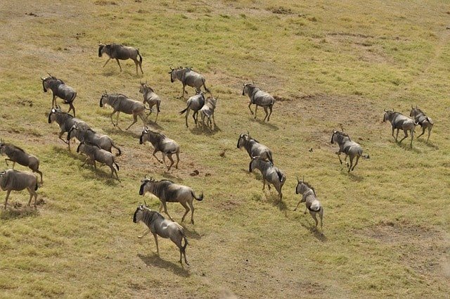 wildebeest-migration-masai-mara